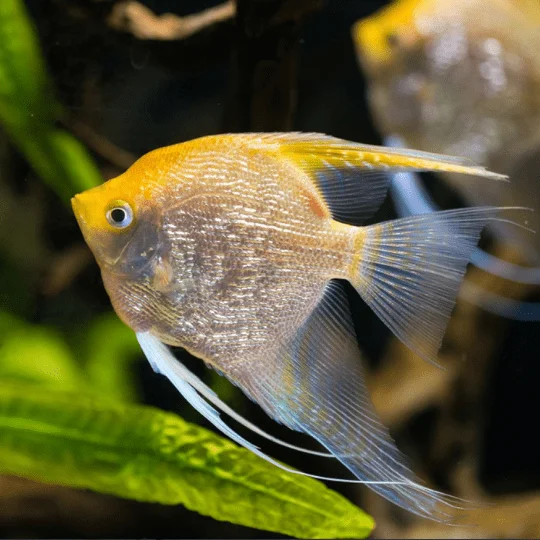Gold Freshwater Angelfish Type