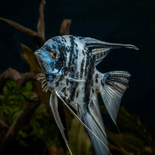 Marble Freshwater Angelfish Type