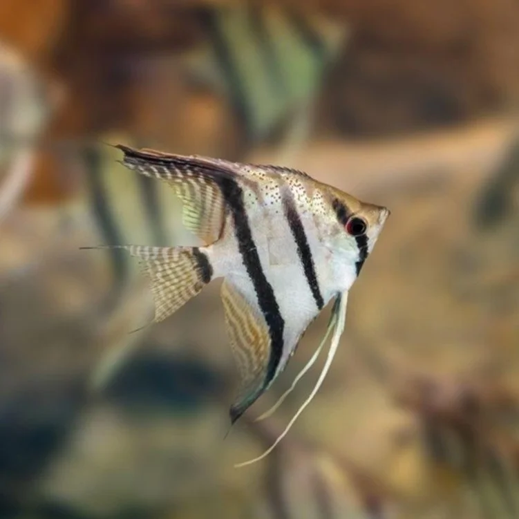 Zebra Freshwater Angelfish Type