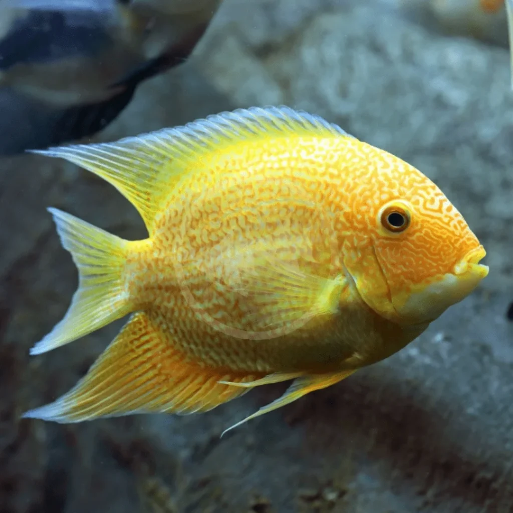 Golden Severum