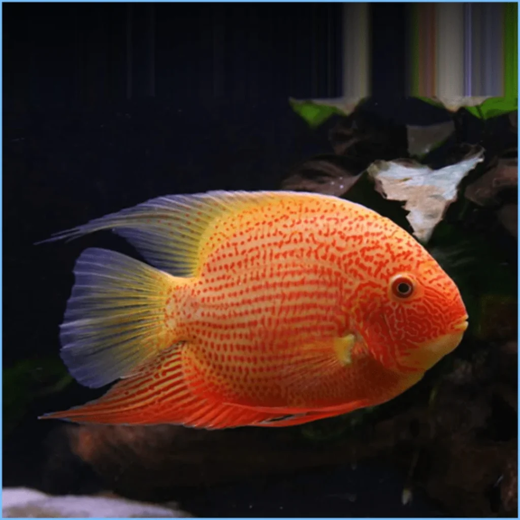 Red Severum