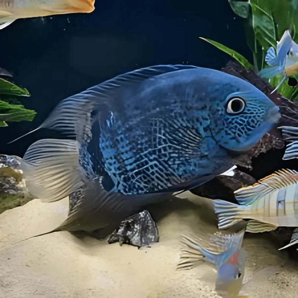 Turquoise Severum