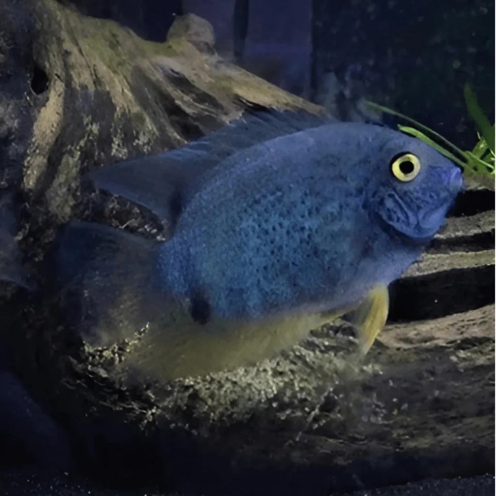 Blue Severum