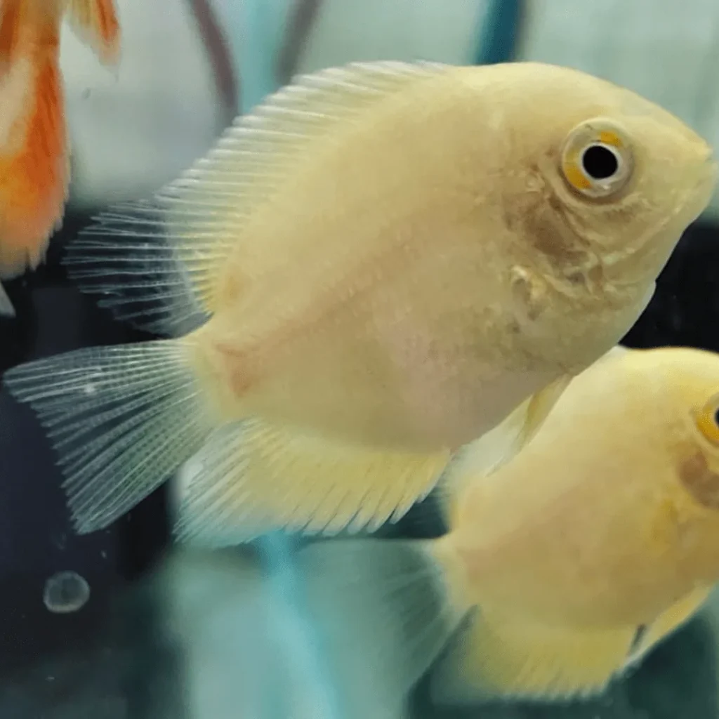 White Severum