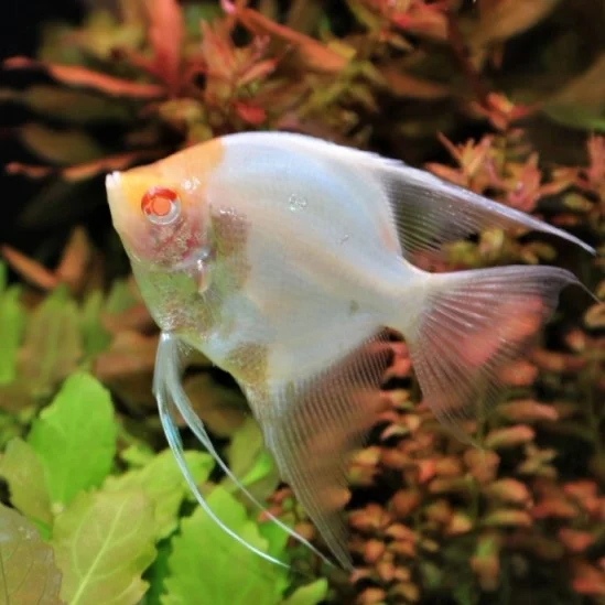 Albino Freshwater Angelfish Type
