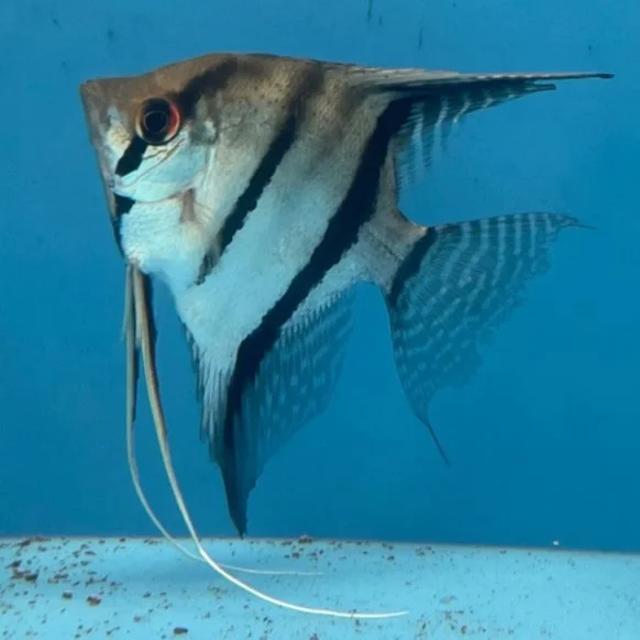 Altum Freshwater Angelfish Type