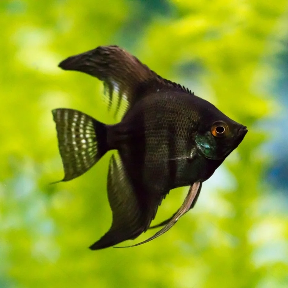 Black Freshwater Angelfish Type