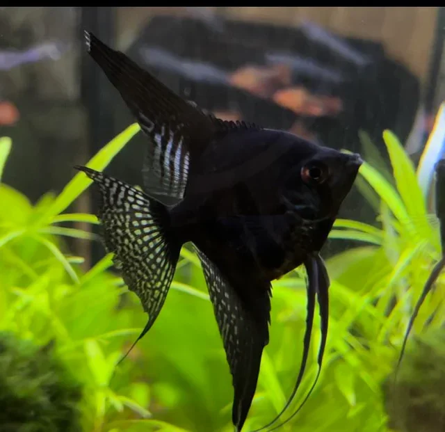 Black lace Freshwater Angelfish Type