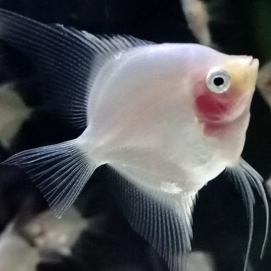Blushing Freshwater Angelfish Type