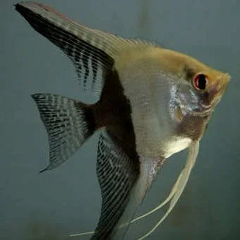 Half-Black Freshwater Angelfish Type