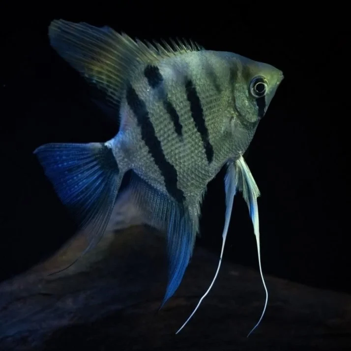 Leopard Freshwater Angelfish Type