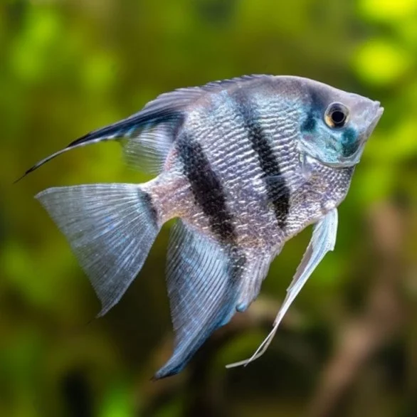 Pinoy Freshwater Angelfish Type