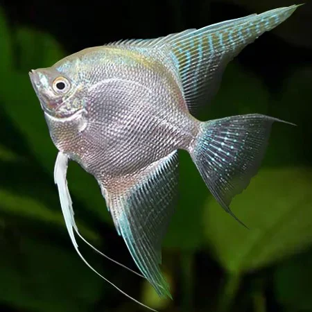 Platinum Freshwater Angelfish Type