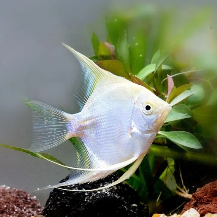 Silver Freshwater Angelfish Type