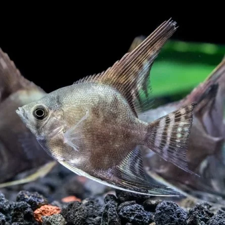 Smokey Freshwater Angelfish Type