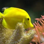 Yellow Tang Fish