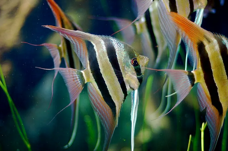 Can Angelfish Live with Guppies, Tetras, or Bettas? Find Out Here